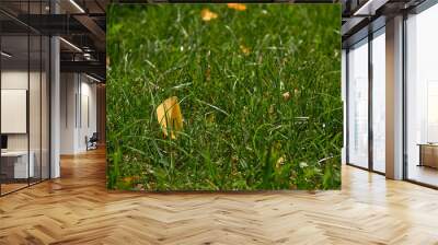 Autumn is coming. Fallen yellow leaf on green grass. Green natural grass background Wall mural