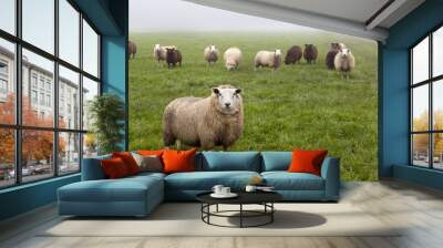 Dutch sheep on pasture Wall mural