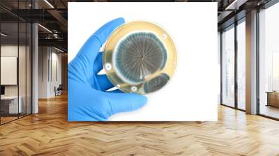 genetically modified fungi on agar plate Wall mural