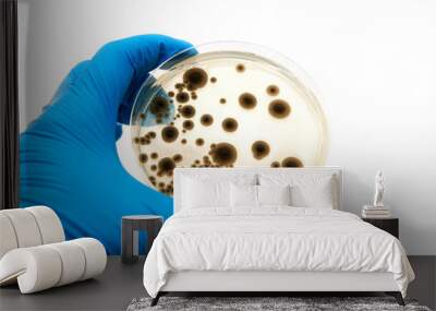 microbiological plate with fungi Wall mural