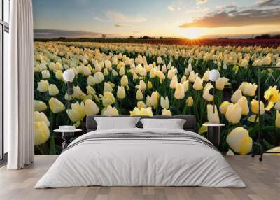 sunshine over yellow tiulip field Wall mural