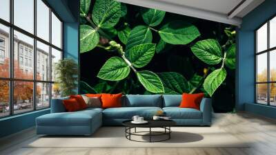 Soybean plants in a field close-up in bright sunlight. Agricultural field with soy. Green background, selective focus. Top view Wall mural