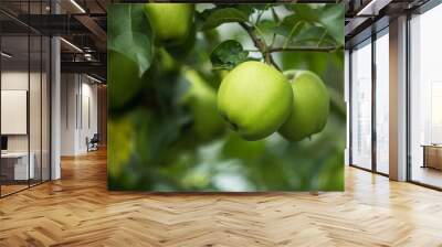 Golden Delicious. Fresh green juicy apple in organic garden. Cope space for your text. Selective focus Wall mural