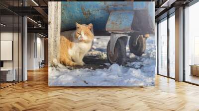 red beautiful fluffy homeless cat sits  near the trash can in the garbage on the snow in winter. Animal welfare concept, animal shelters and animal adoption Wall mural