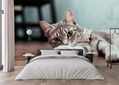 Grey young cat sitting on the floor. The concept of pets. Wall mural