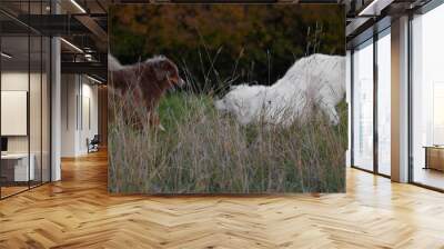 Two dogs playing in a field Wall mural