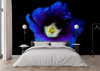 Mallow flower isolated on a black background. Close-up. UV, fluorescent and neon light Wall mural