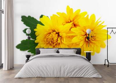 Chrysanthemums on white. Wall mural