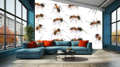 Forest ants isolated. Wall mural