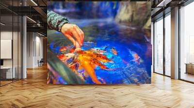 Male hand Feeding fish in aquarium Wall mural