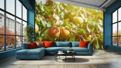 Pear tree with pears, organic natural fruits in a garden Wall mural