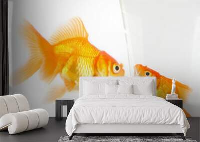 Two gold fish Wall mural