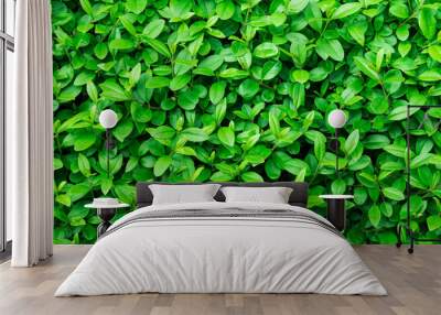 Green foliage background, leaf texture, bush, bright vibrant colors, seamless backdrop template, summer, spring Wall mural