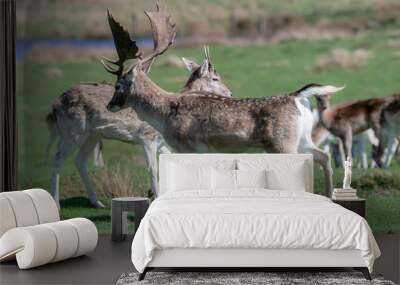 A group of Fallow deer in a meadow Wall mural