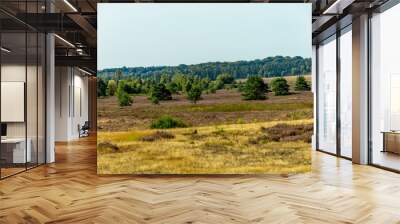 Ein herrliche Wanderung durch die einzigartige und farbenfrohe Landschaft der Behringer Heide - Bispingen - Niedersachsen - Deutschland Wall mural