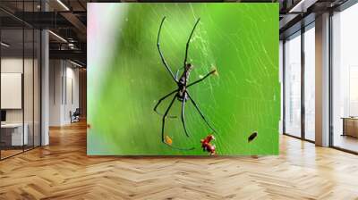 Jungle spider Wall mural