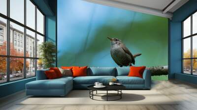 Zaunkönig, bird, natur, wild lebende tiere, tier, ast, schnabel, baum, green, wild, gering, braun Wall mural