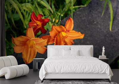 image of two orange day-lily flowers (hemerocallis) in bloom Wall mural