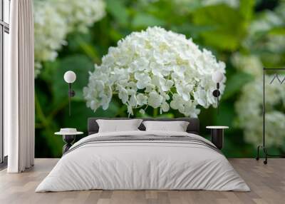 Macro Image of a white hydrangea bloom Wall mural