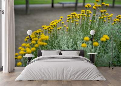 macro of cotton lavender plant (santolina chamaecyparissus) with yellow bloom Wall mural