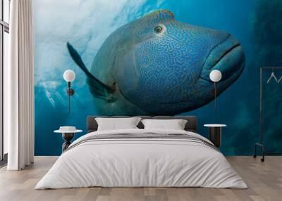 a large blue hump-headed maori wrasse fish with gold or yellowish strip pattern swimming in the ocea Wall mural