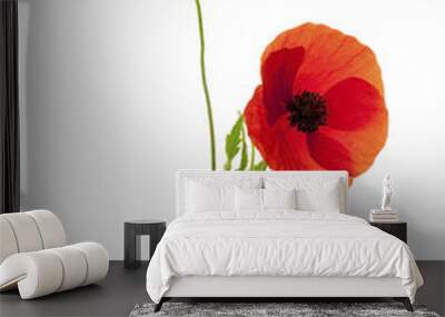 deux fleurs de coquelicot fond blanc Wall mural