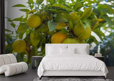 Lemons Wall mural