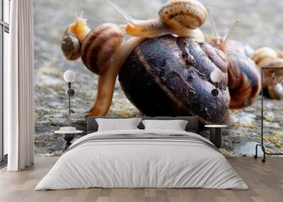 a lot of snails together, both large and small Wall mural