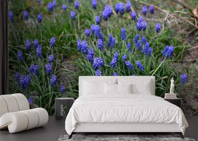 blue purple flowers in a meadow in spring Wall mural