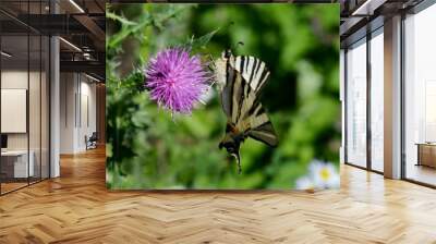 butterflies on the flower
 Wall mural