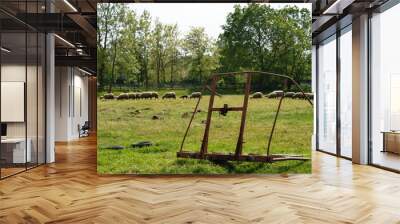 sheep and lambs in the meadow
 Wall mural