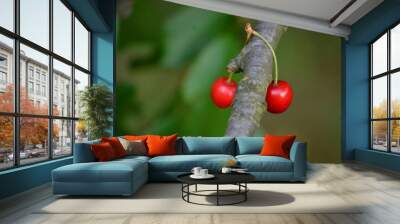 two red ripe cherries fell on a branch Wall mural