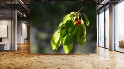 two ripe red cherries on a branch Wall mural