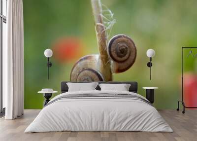 two snails on one plant Wall mural