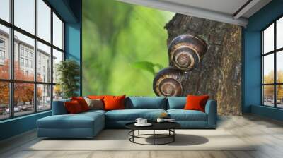 two snails on the bark of a tree Wall mural