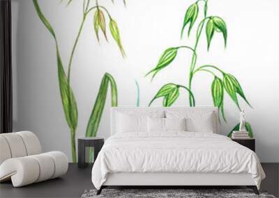 Oats, agricultural culture, set, watercolor drawing on white background isolated with clipping path. Wall mural