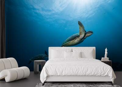 Turtles swimming in Crystal Bay Wall mural