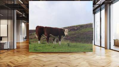 two brown cows with white face standing in field  Wall mural