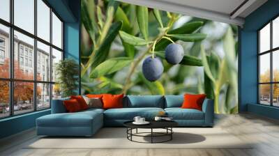 Outdoor Olives Close-up Of Sicily Mediterranean Agriculture Wall mural