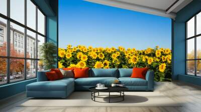 field of sunflowers blue sky without clouds Wall mural