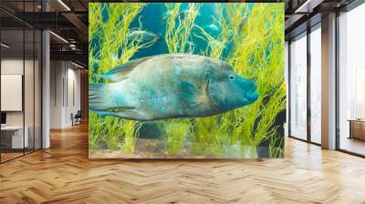 Blue Napoleon Wrasse swimming in ocean aquarium tank aqua world in Phu Quoc, Vietnam Wall mural