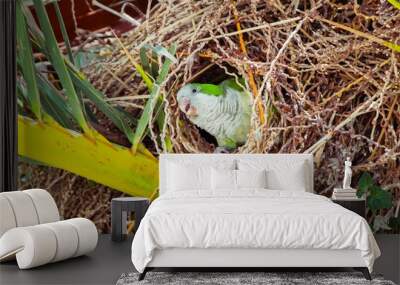 Green wild parrot sitting in the nest in a palm tree, Barcelona Spain Wall mural