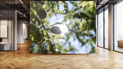 Young fresh green almonds growing on a branch of the tree Wall mural