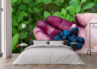 Woman collects organic blueberries in the forest. Women's hand stained with blueberries. Wall mural