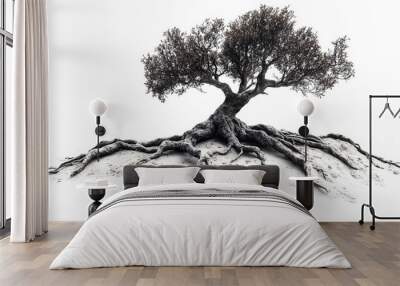 Ancient olive tree with exposed roots on sandy ground against white backdrop Wall mural