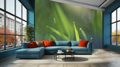 morning dew in the spring grass natural background Wall mural