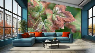 blackcurrant leaf damage as symptoms of fusarium wilt Wall mural