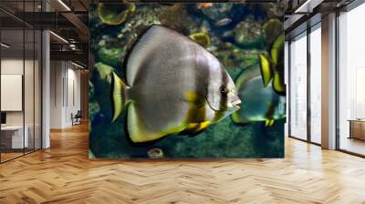 Orbicular batfish in aquarium Wall mural