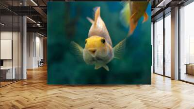 Orange red parrot cichlid on emerald blue background. Wall mural