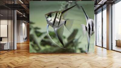 Two zebra Angelfish or Pterophyllum scalare in aquarium with blurred background Wall mural